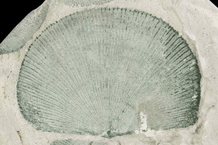 Green Brachiopod (Orthotetes?) Fossil - Plainville, Illinois #126194